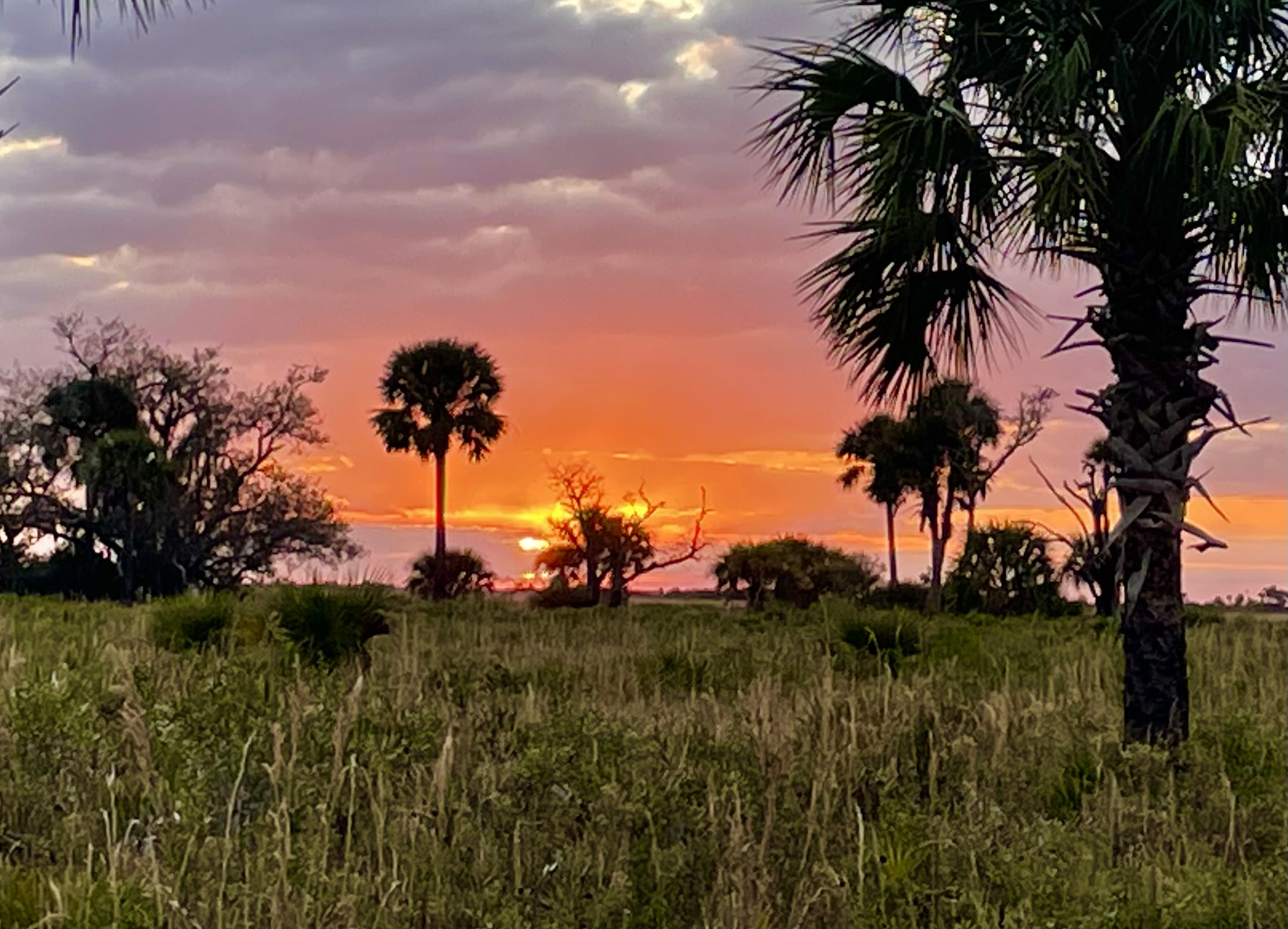 Kissimmee Prairie Preserve State Park: Home of Big Sky and an Ocean of ...