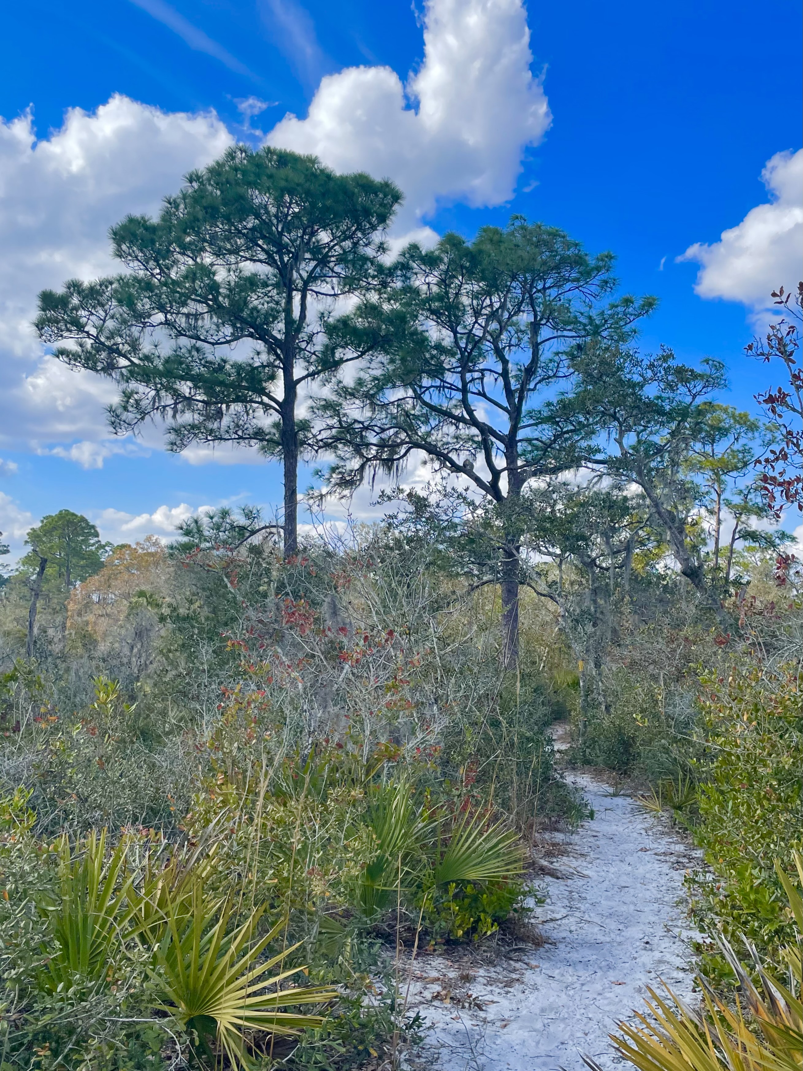 The best of the Lake Wales Ridge can be found at the Arbuckle Tract of ...